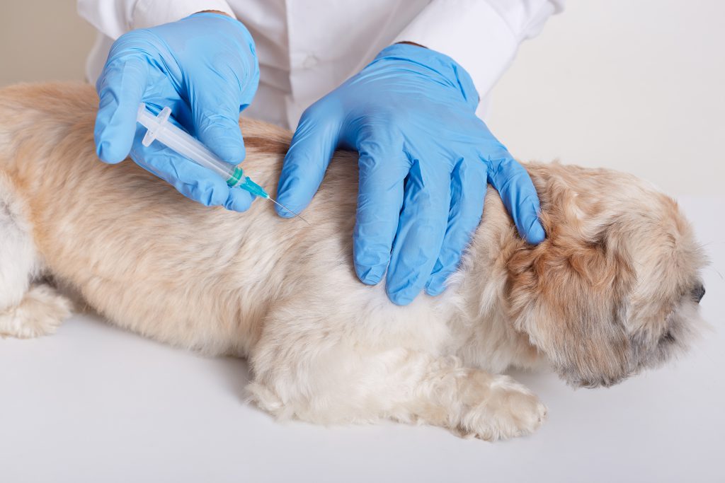 Veterinarian In Latex Loves Dong Injection For Dog, Vet Holds Syringe In Hands, Dog Lying On Table, Puppy Needs Vaccination, Domestic Animal In Veterinary Clinic.