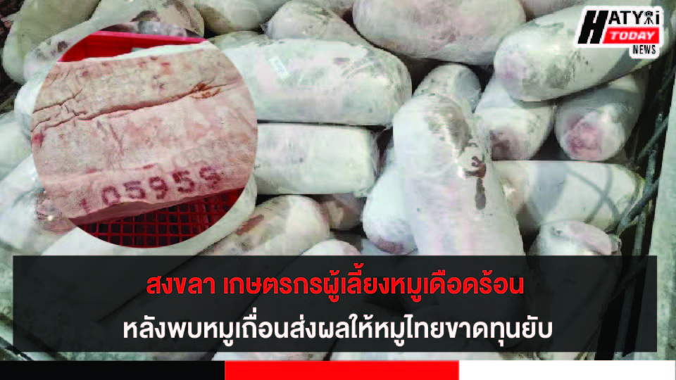 สงขลา เกษตรกรผู้เลี้ยงหมูเดือดร้อน หลังพบหมูเถื่อนในภาคใต้ส่งผลให้หมูไทยขาดทุนยับ