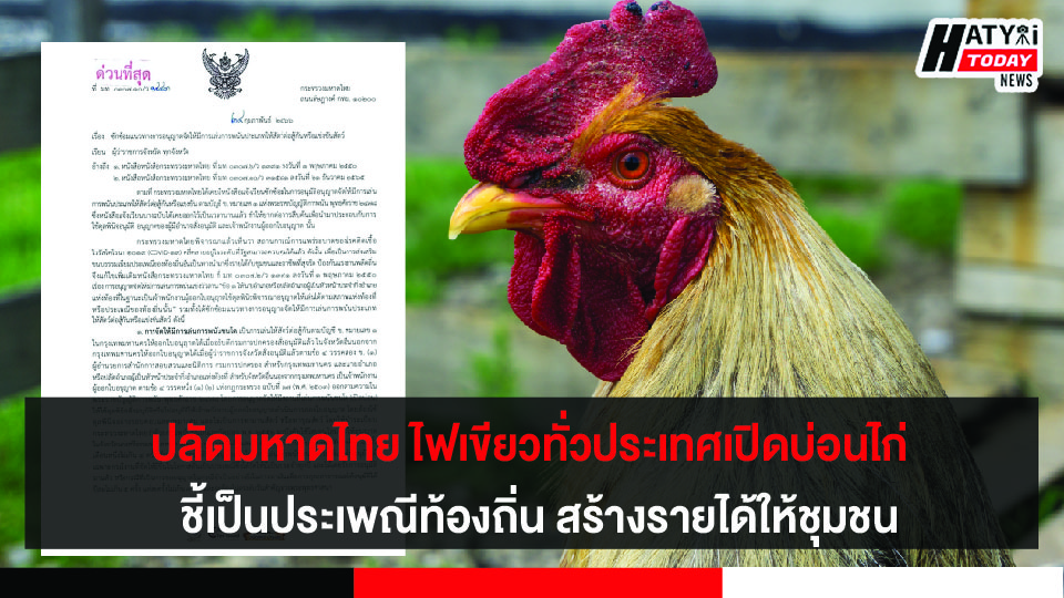 ปลัดมหาดไทย ไฟเขียวทั่วประเทศเปิดบ่อนไก่ – วัวชนได้ ชี้เป็นประเพณีท้องถิ่น สร้างรายได้ให้ชุมชน