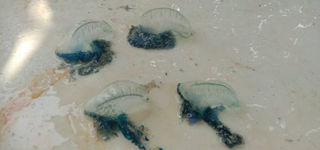 เตือนพี่น้องประชาชนและนักท่องเที่ยว ระมัดระวังแมงกะพรุนพิษ บริเวณชายหาดสมิหลา-ชลาทัศน์ แนะเลี่ยงการลงเล่นน้ำทะเล 6 330299872 931600784527683 2996594483968274582 N