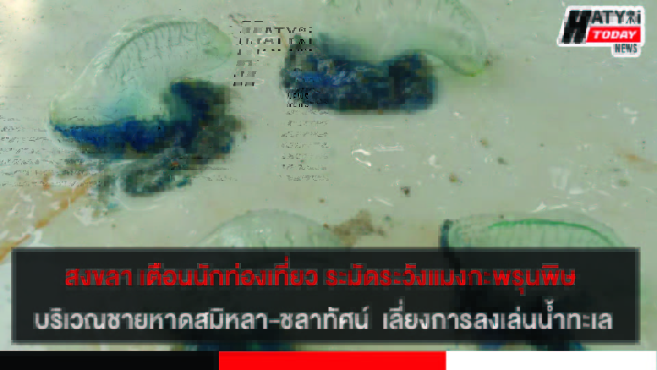 เตือนพี่น้องประชาชนและนักท่องเที่ยว ระมัดระวังแมงกะพรุนพิษ บริเวณชายหาดสมิหลา-ชลาทัศน์  แนะเลี่ยงการลงเล่นน้ำทะเล