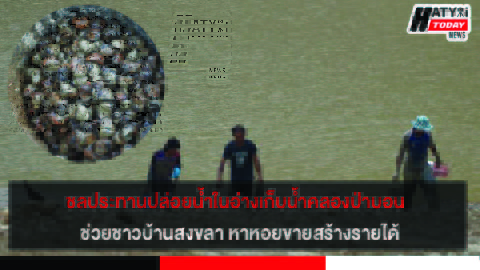 ชลประทานปล่อยน้ำในอ่างเก็บน้ำคลองป่าบอน  ช่วยชาวบ้านสงขลา หาหอยขายสร้างรายได้