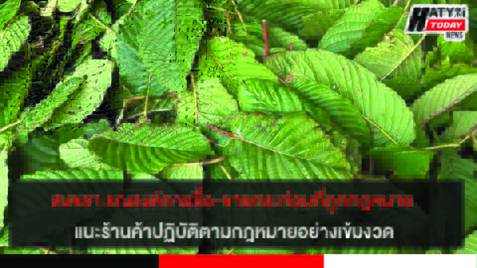 สงขลา รณรงค์การซื้อ-ขายกระท่อมที่ถูกกฎหมายและปลอดภัย แนะร้านค้าปฏิบัติตามกฎหมายอย่างเข้มงวด