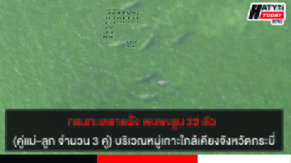 กรมทะเลชายฝั่ง พบพะยูน 22 ตัว (คู่แม่-ลูก จำนวน 3 คู่) บริเวณหมู่เกาะใกล้เคียงจังหวัดกระบี่